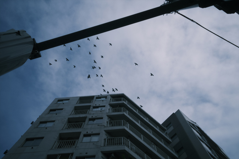 鳥の群れが旋回しているところを捉えた。スナップ撮影において一瞬の出来事を何も考えずサクッと切り取る楽しさは格別。このレンズによる周辺減光もフィルムの風合いを感じさせる一因となっています。クラシックネガで撮影。<br>FUJIFILM X-E4  /  XM-FL / 絞り優先AE（F1.4、1/100秒） / ISO 800