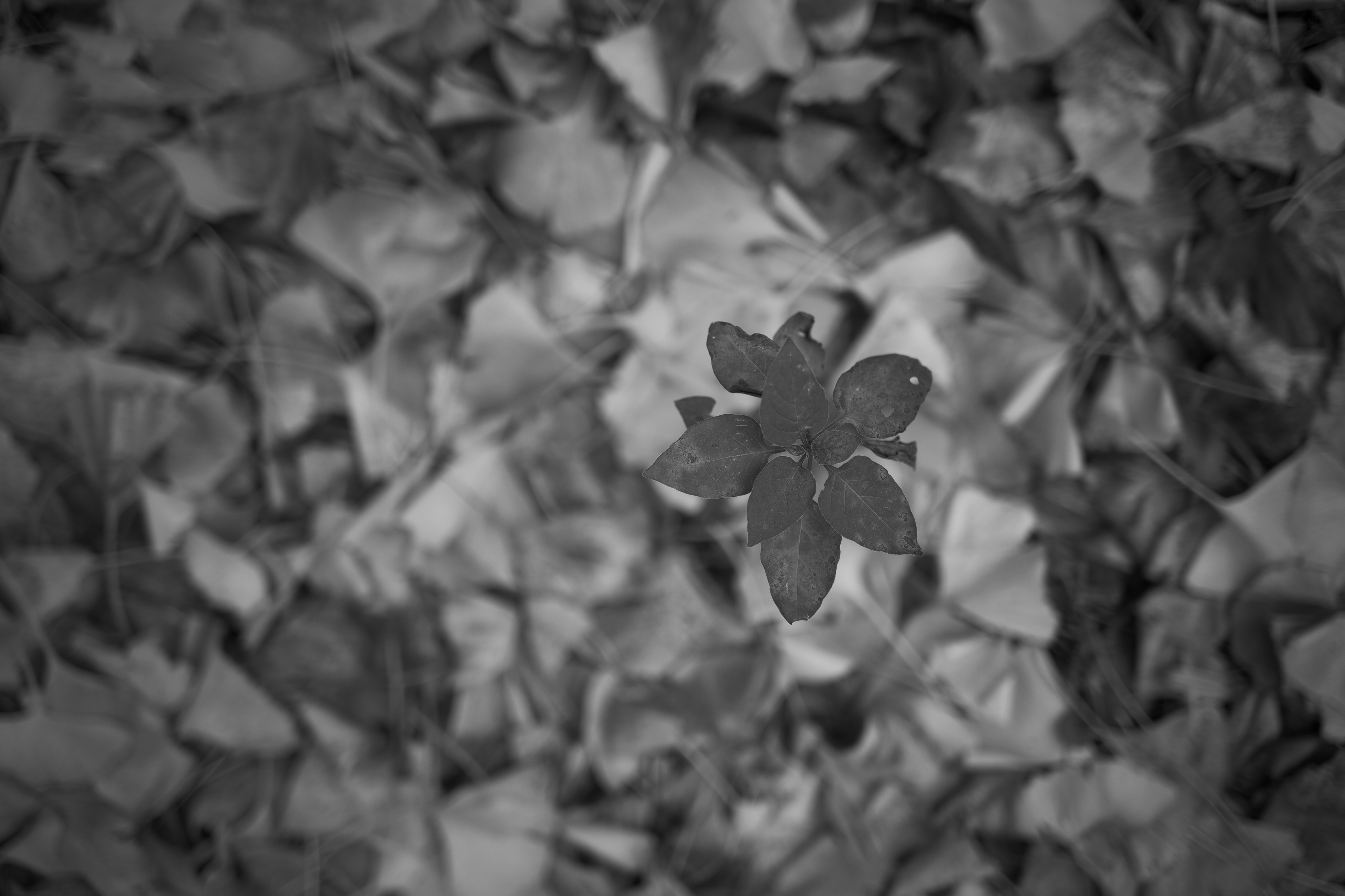 <span class="fnt-85">LUMIX S5 / LUMIX S 35mm F1.8 / 絞り優先AE（F1.8・1/250秒・-0.3EV） / ISO 100</span>