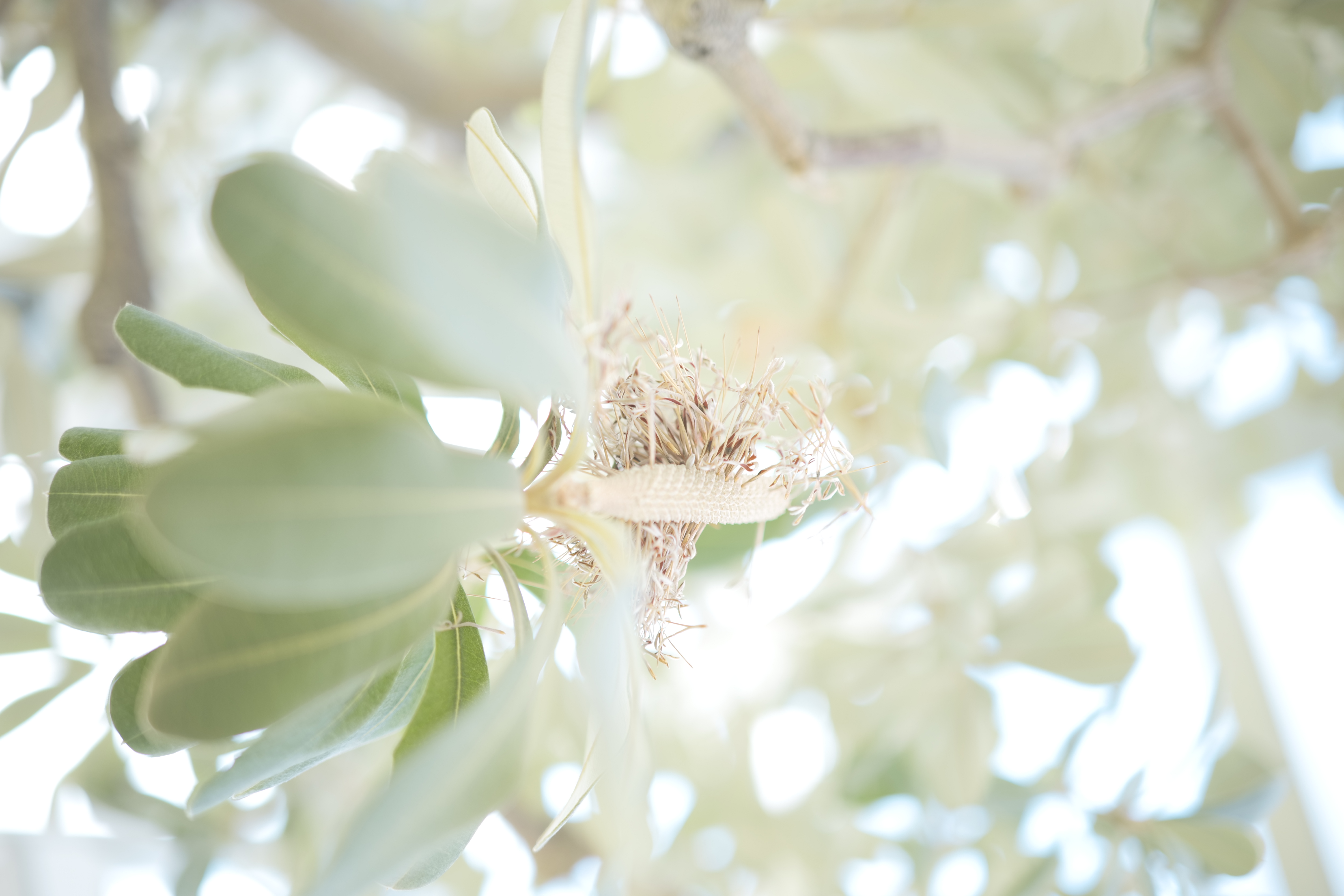 <span class="fnt-85">LUMIX S5 / LUMIX S 35mm F1.8 / 絞り優先AE（F1.8・1/100秒・+2.3EV） / ISO 100</span>