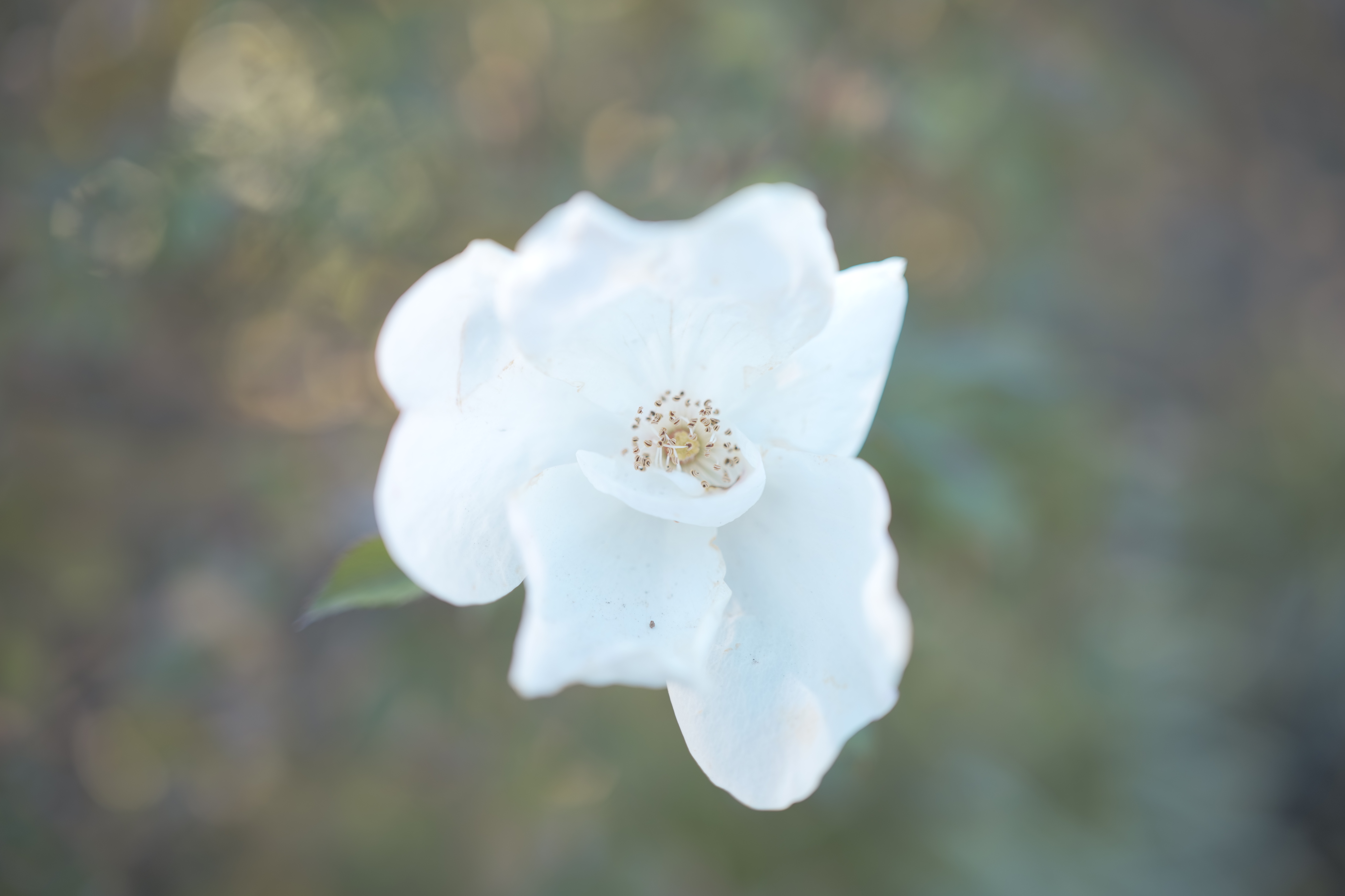 <span class="fnt-85">LUMIX S5 / LUMIX S 35mm F1.8 / 絞り優先AE（F2.2・1/125秒・+1.0EV） / ISO 100</span>