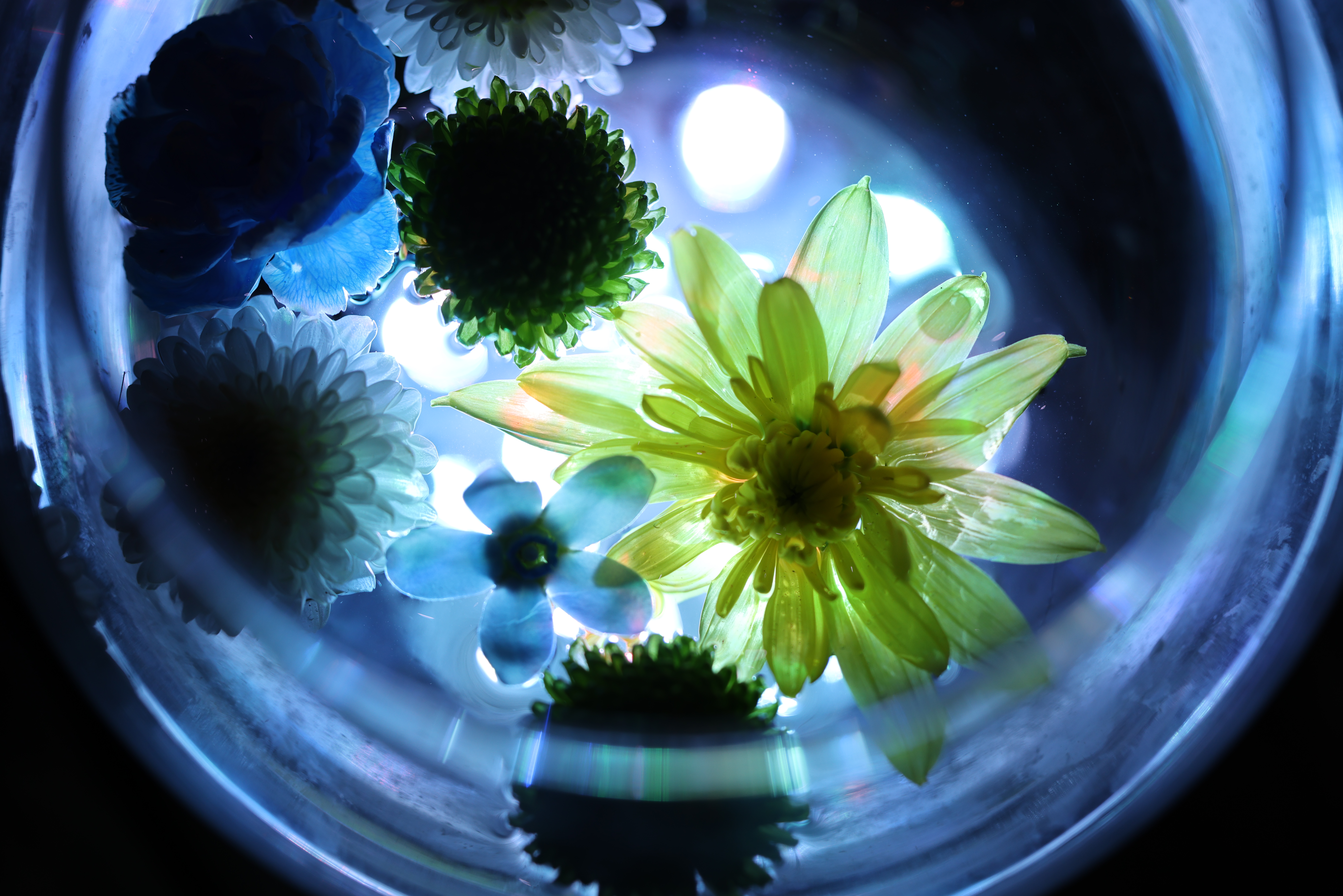 <span class="fnt-85">EOS R5 / RF100mm F2.8 L MACRO IS USM / 絞り優先AE（F2.8・1/160秒・+0.3EV） / ISO 200</span>