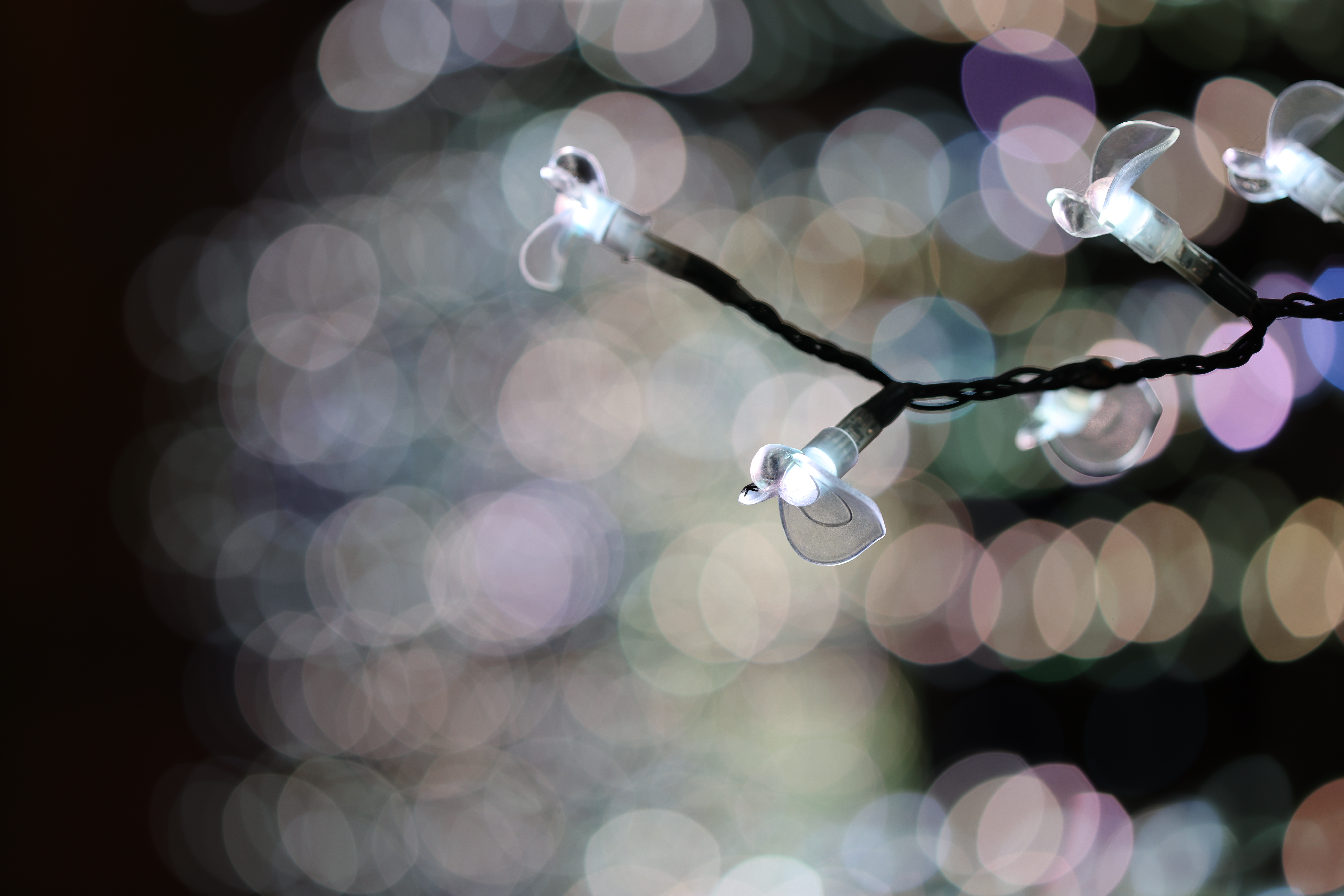 <span class="fnt-85">EOS R5 / RF100mm F2.8 L MACRO IS USM / 絞り優先AE（F2.8・1/250秒・+0.3EV） / ISO 200</span>