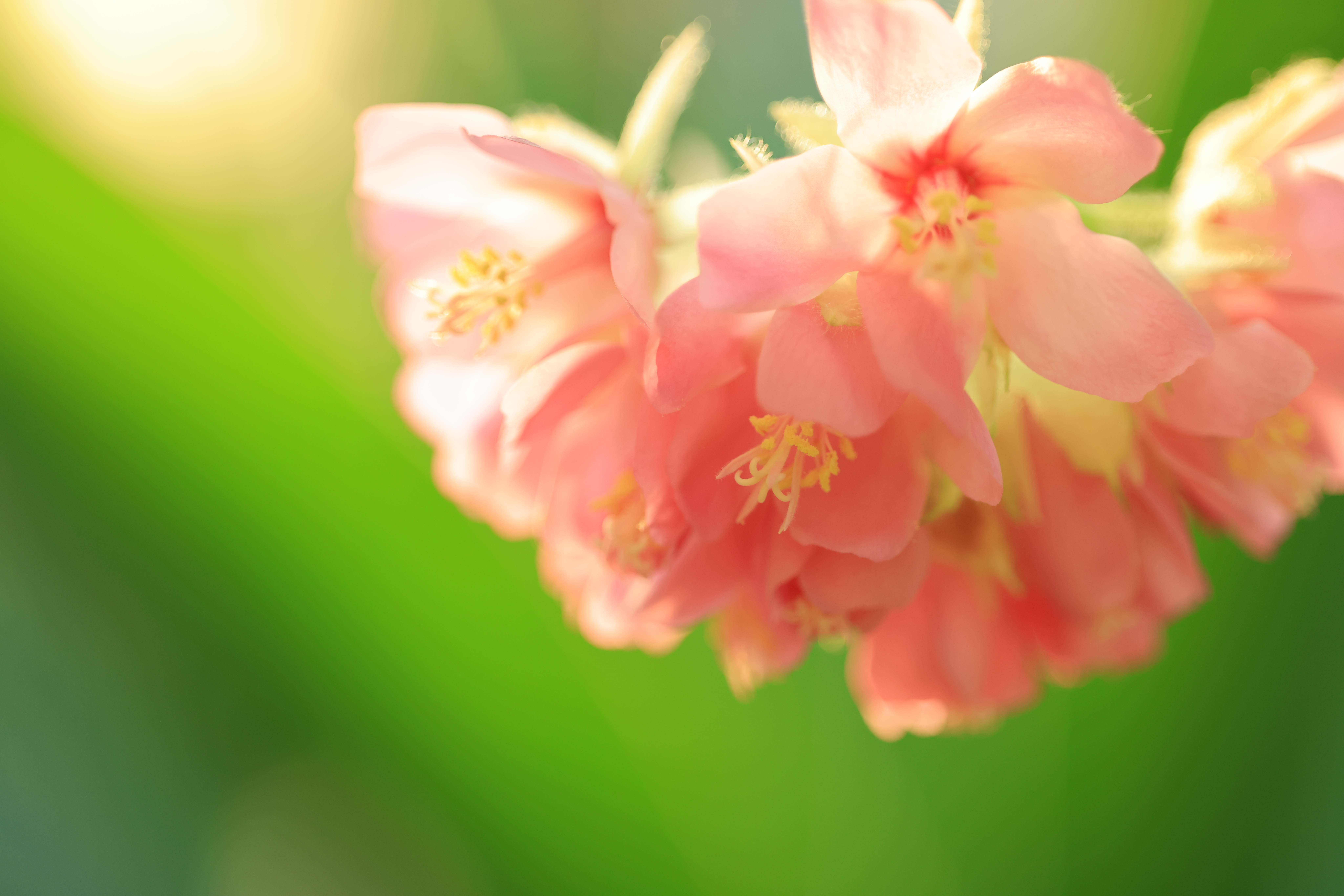 <span class="fnt-85">EOS R5 / RF100mm F2.8 L MACRO IS USM / 絞り優先AE（F2.8・1/100秒・+0.7EV） / ISO 1000</span>