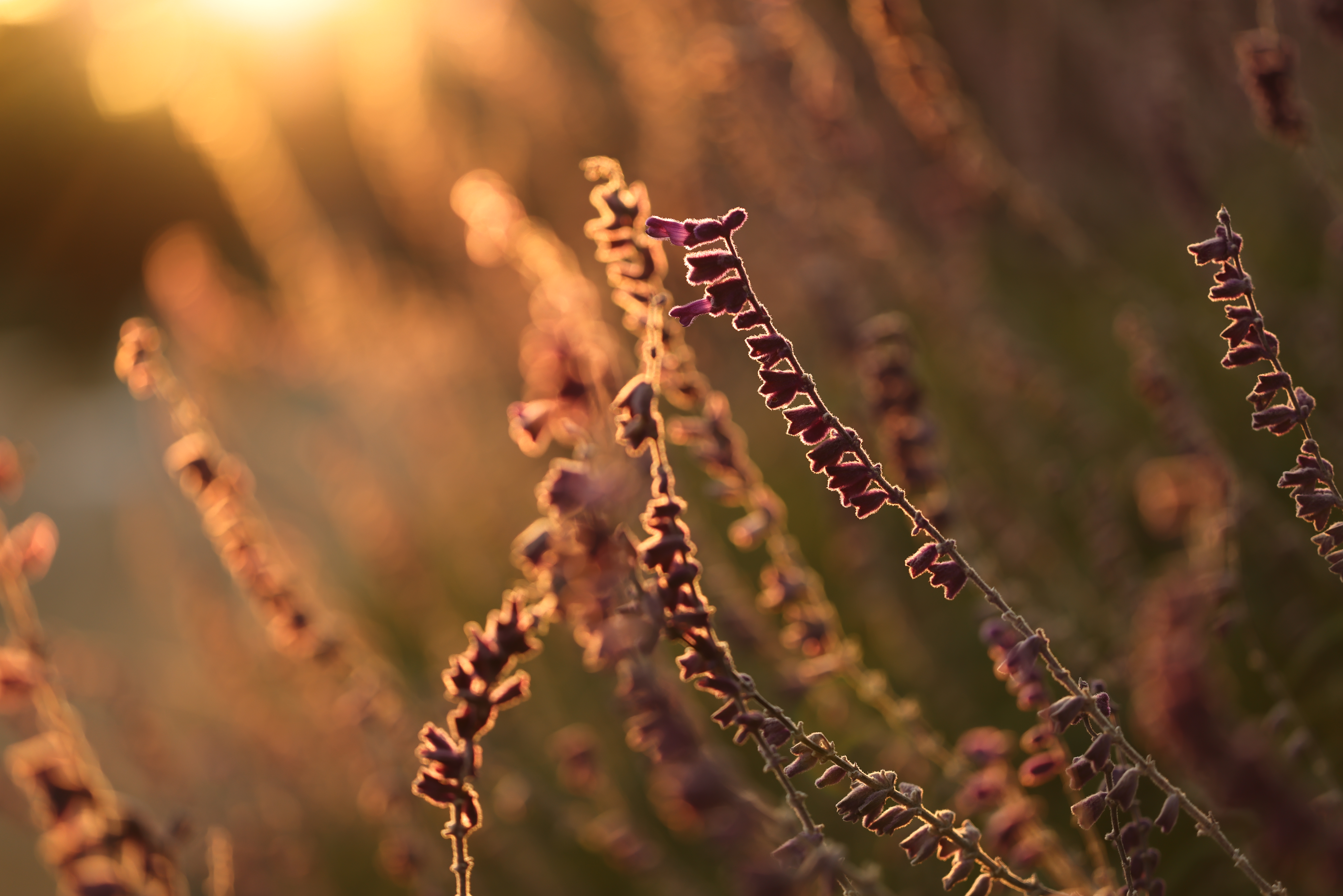 <span class="fnt-85">EOS R5 / RF100mm F2.8 L MACRO IS USM / 絞り優先AE（F2.8・1/250秒・-0.7EV） / ISO 100</span>