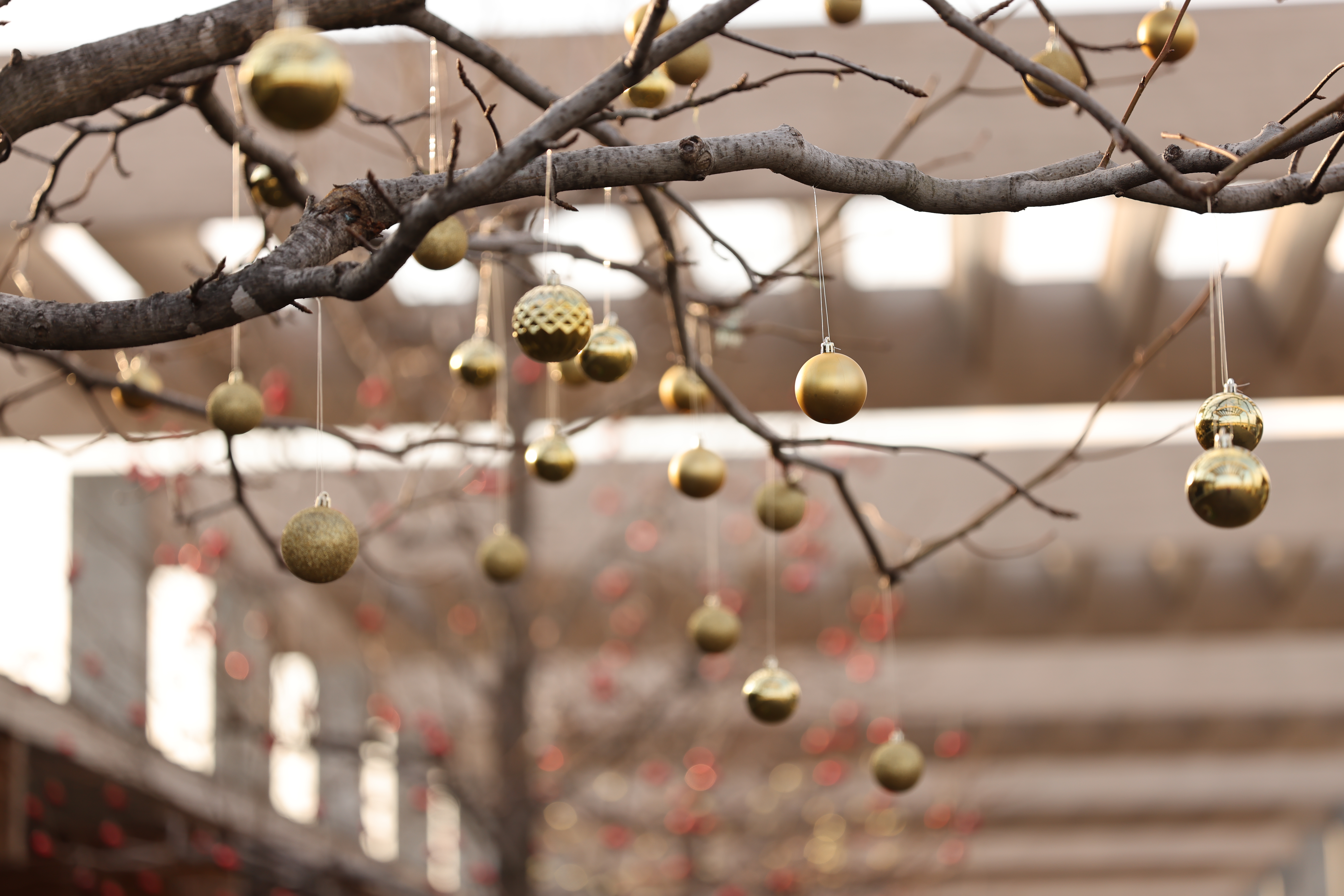 中央<br><span class="fnt-85">EOS R5 / RF100mm F2.8 L MACRO IS USM / 絞り優先AE（F2.8・1/400秒・+1.3EV） / ISO 100</span>