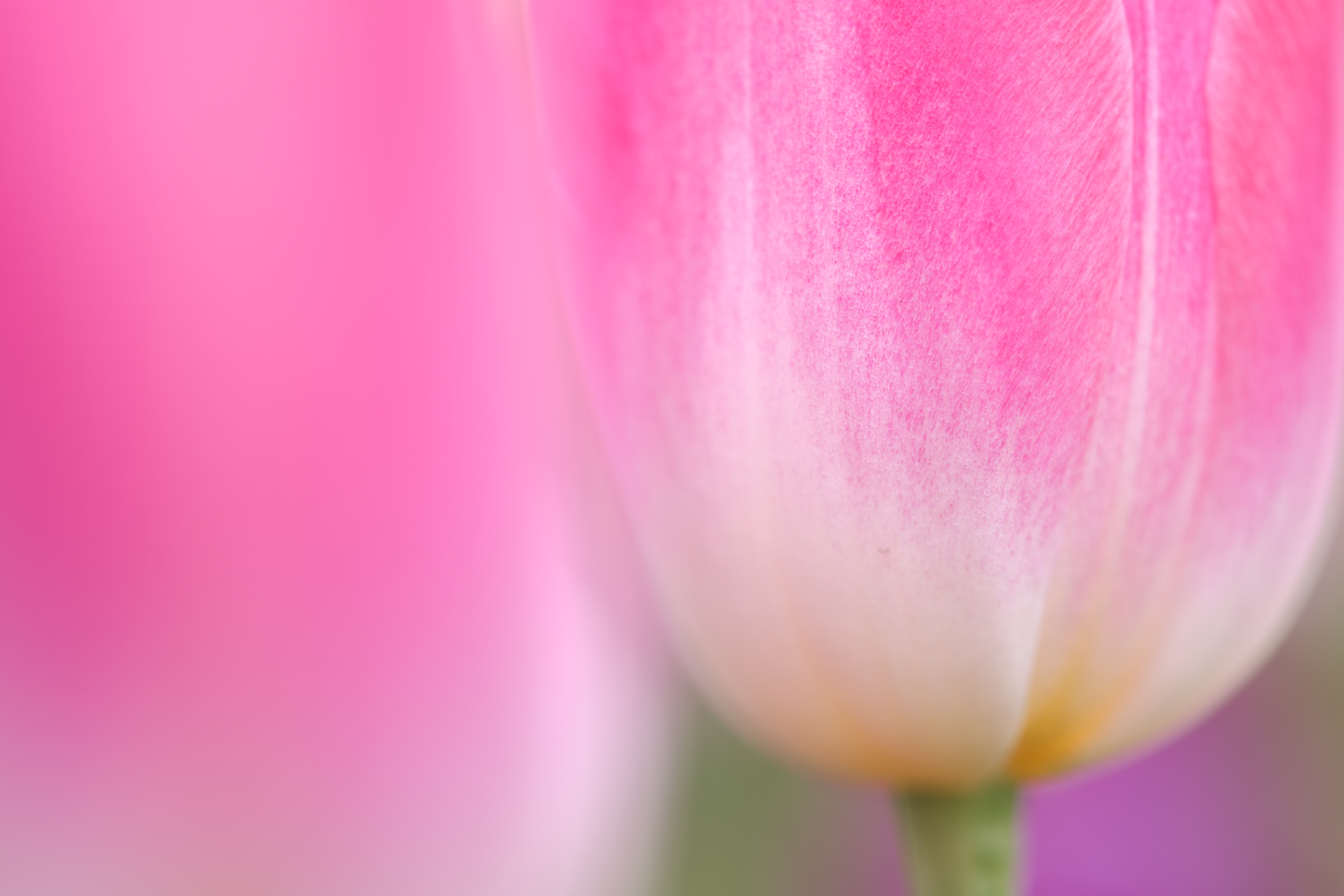 <span class="fnt-85">EOS R5 / RF100mm F2.8 L MACRO IS USM / 絞り優先AE（F2.8・1/60秒・+1.3EV） / ISO 100</span>