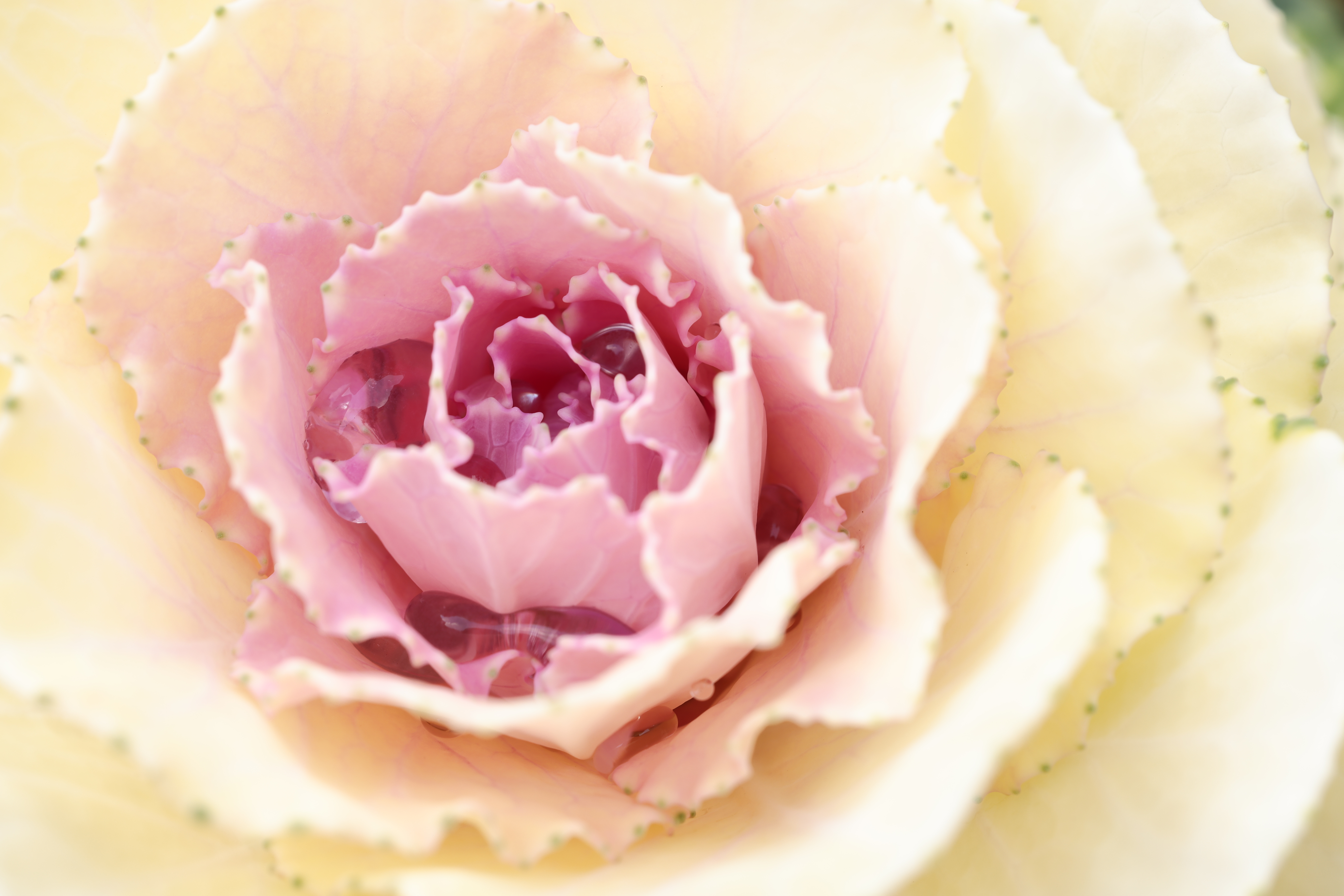 <span class="fnt-85">EOS R5 / RF100mm F2.8 L MACRO IS USM / 絞り優先AE（F8・1/5秒・+1.3EV） / ISO 100</span>