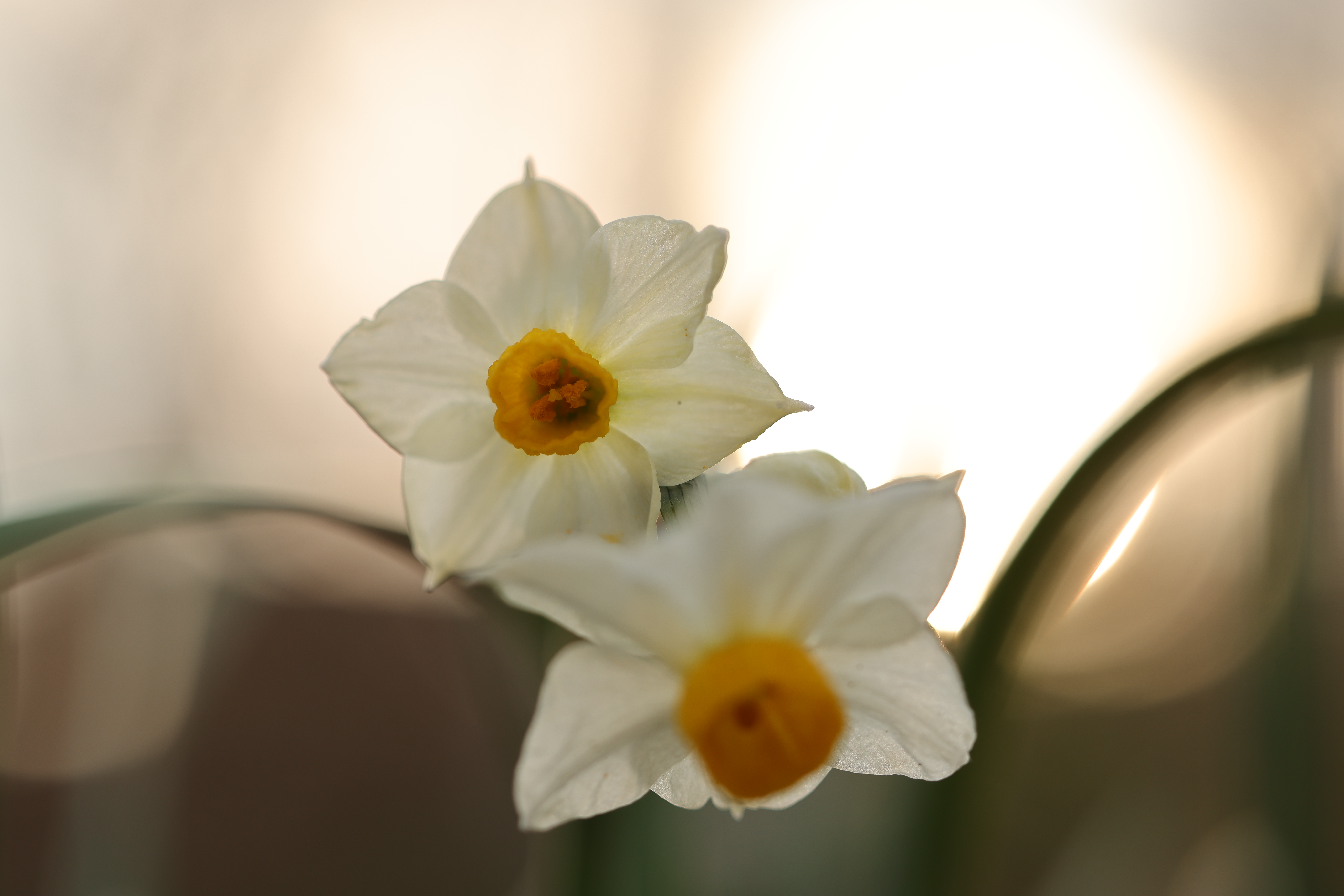 ローアングルでスイセンを画面におさめた<br><span class="fnt-85">EOS R5 / RF100mm F2.8 L MACRO IS USM / 絞り優先AE（F2.8・1/400秒・+1.0EV） / ISO 100</span>