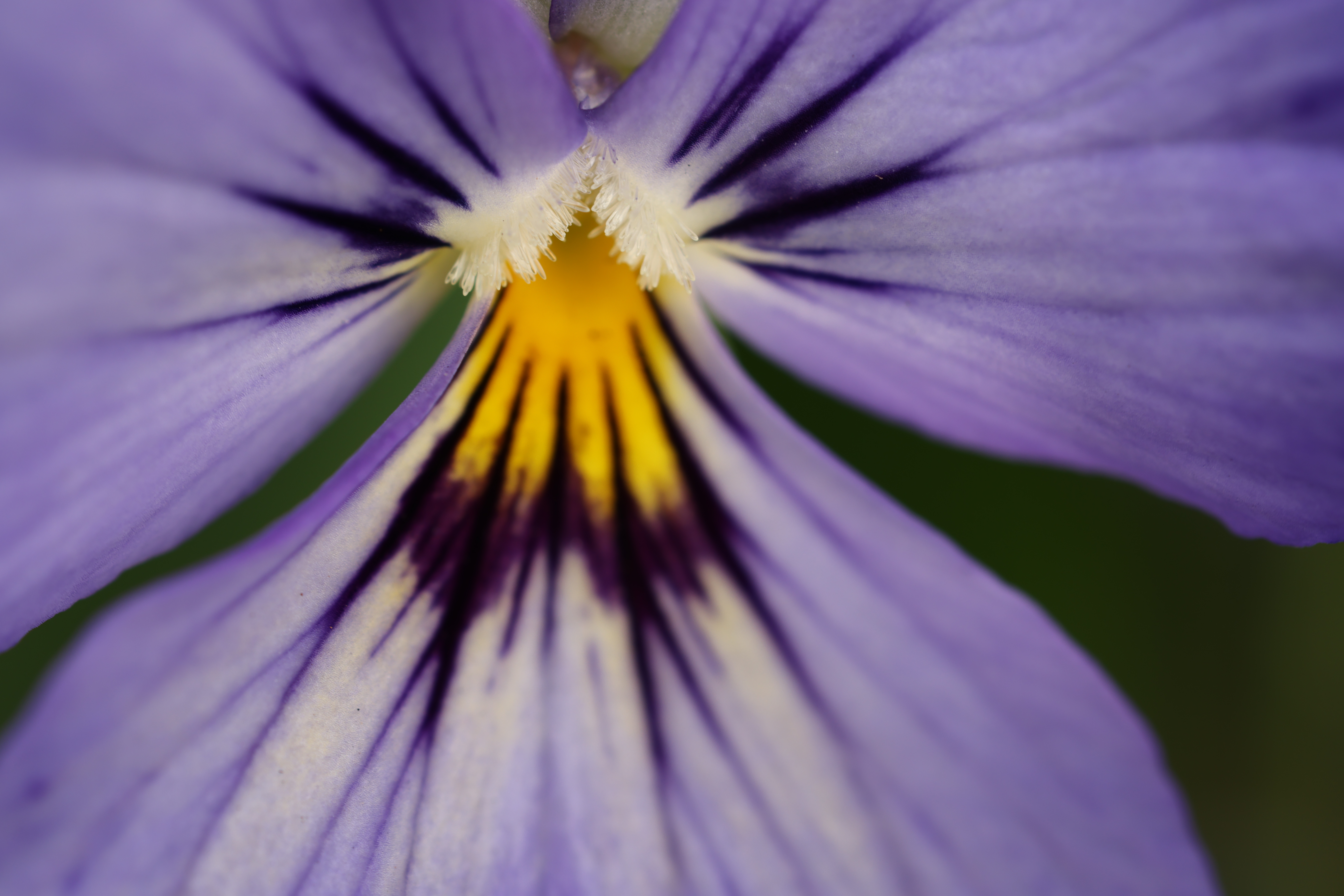 最大撮影倍率1.4倍<br><span class="fnt-85">EOS R5 / RF100mm F2.8 L MACRO IS USM / 絞り優先AE（F5.6・1/13秒・-0.3EV） / ISO 200</span>