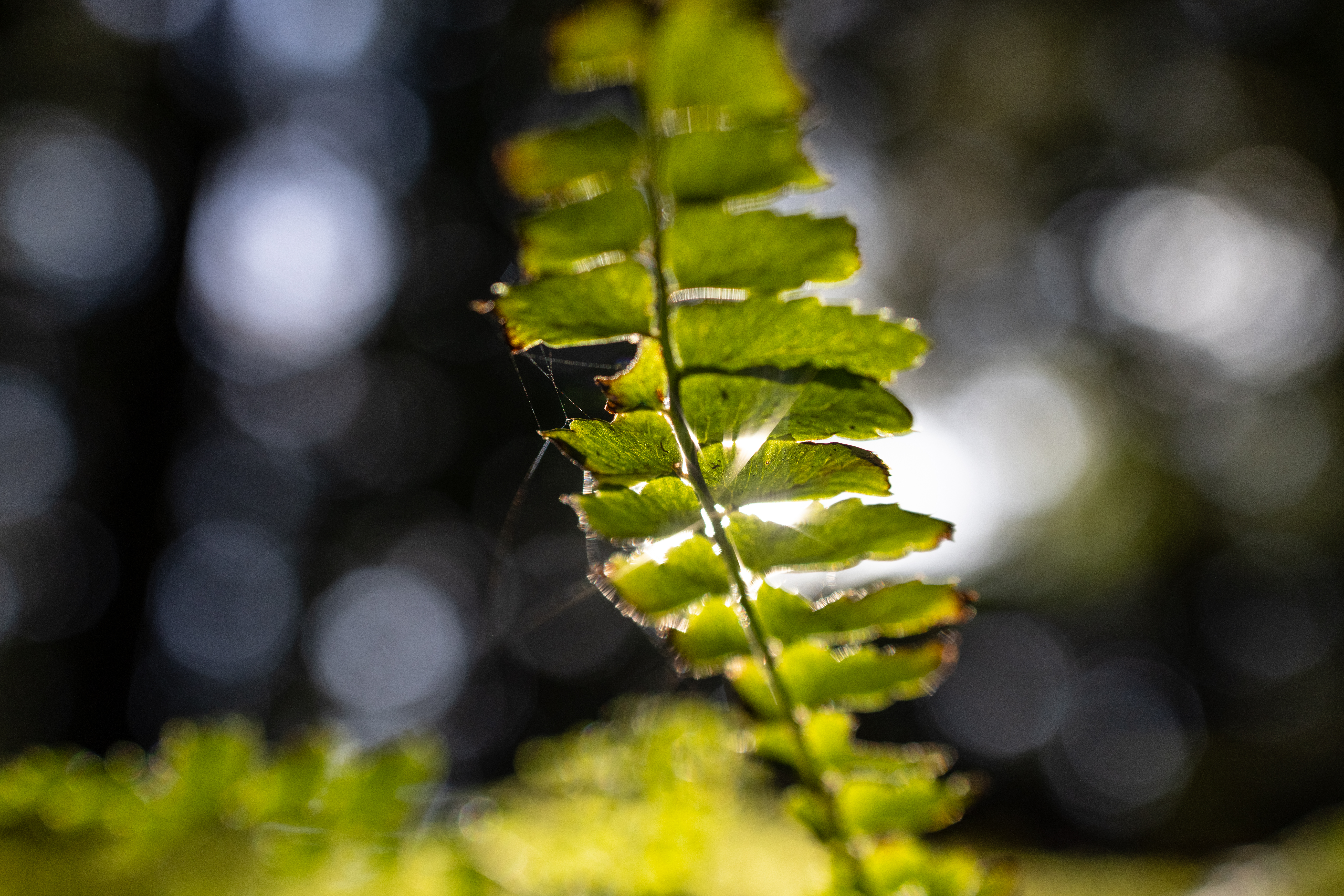 EOS R5 / RF35mm F1.8 MACRO IS STM / 絞り優先AE（F4.5・1/1,600秒・+0.3EV） / ISO 400