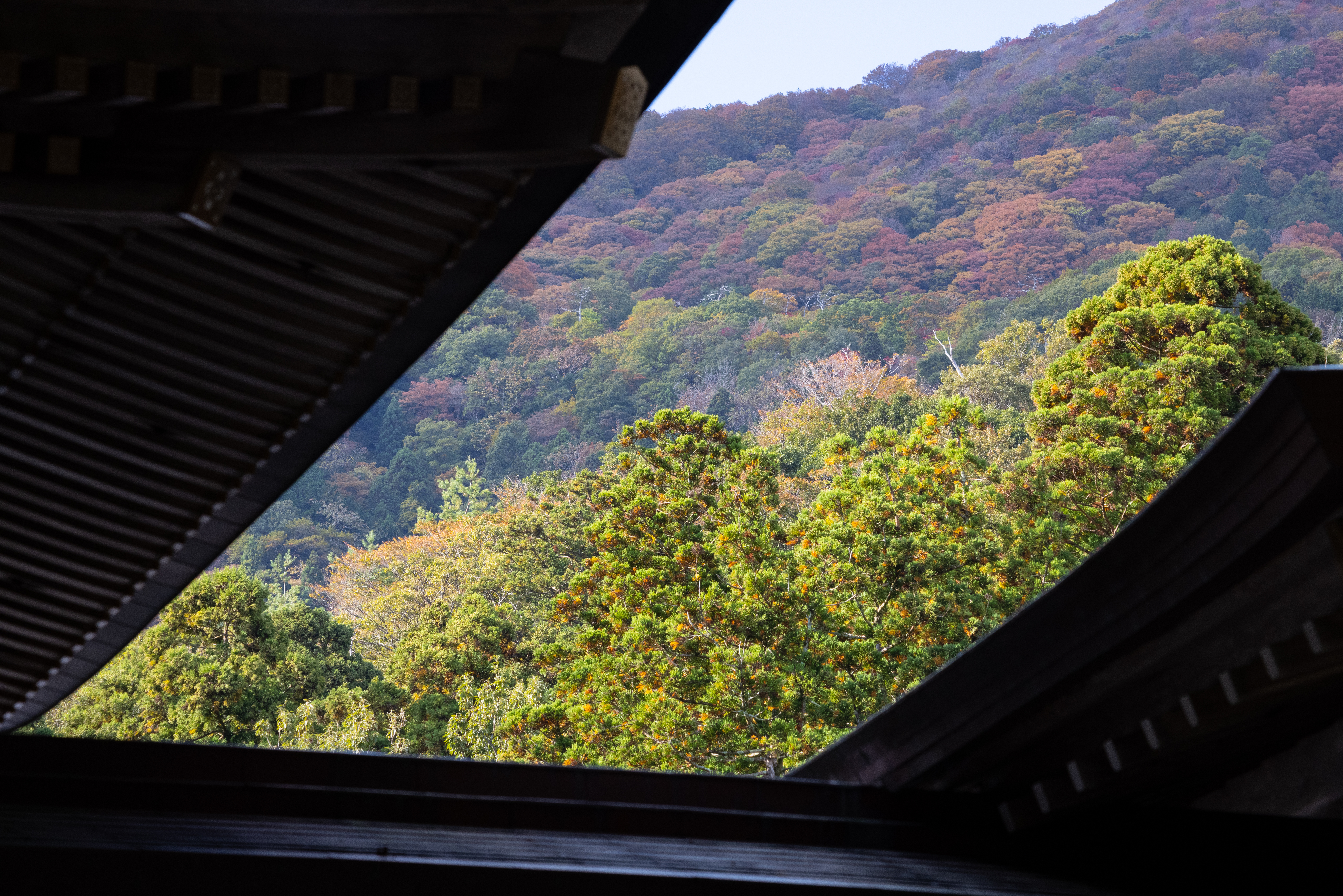 EOS R5 / RF100-400mm F5.6-8 IS USM（200mm） / 絞り優先AE（F11・1/250秒・-0.5EV） / ISO 800