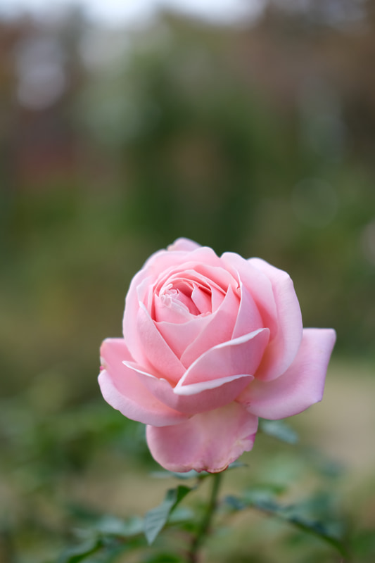 オリジナルのJPEG画像