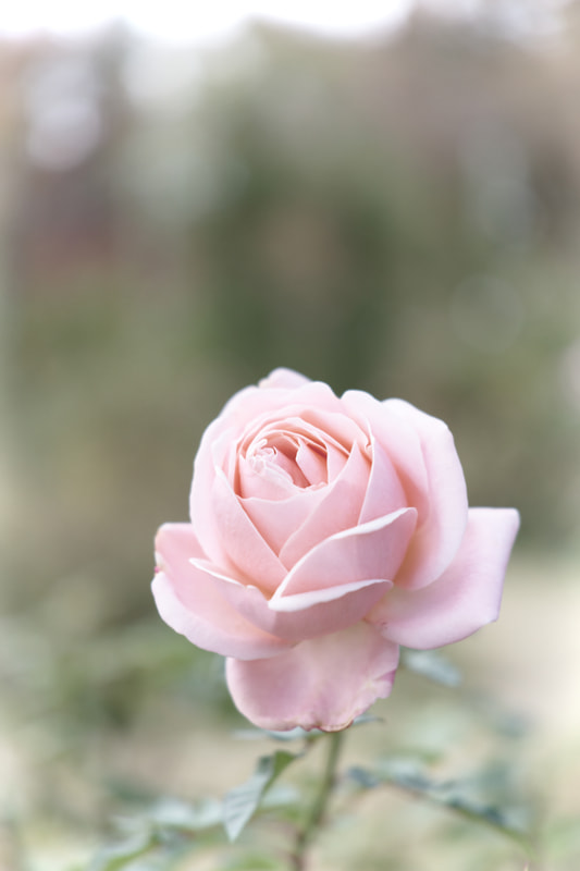 デザイナーズ・プリセット「ドリーミー」を使用した。淡い色調と画面周辺はソフト効果が加わっていて、優しい雰囲気の仕上がりになった。