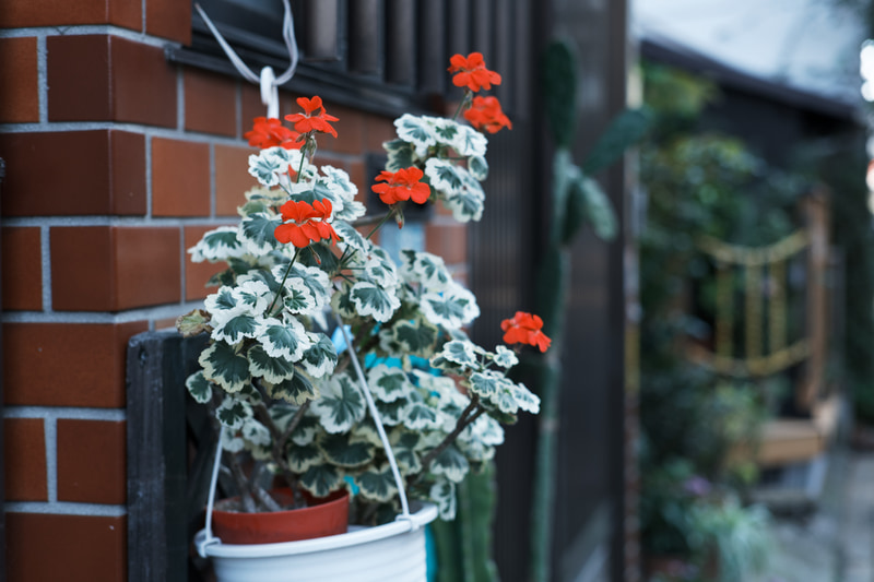 FilmPack 6のクラシックネガ。同じではないが、雰囲気はよく再現されている。他社のRAWやJPEG、TIFFからも設定できるので、富士フイルムユーザー以外もクラシックネガ調の仕上がりが楽しめる。