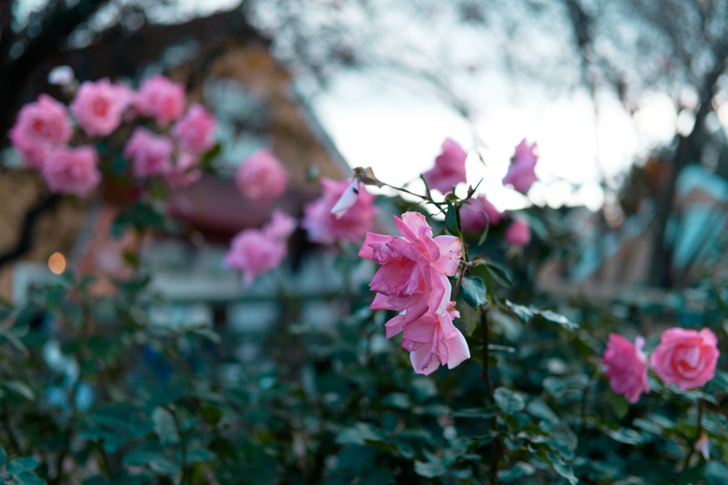 「1994年-ルワンダ」。フツ族とツチ族で起こったルワンダ虐殺。こうした国際的な出来事の名が付いたプリセットも入っている。コントラストはあまり強くなく、クラシカルな雰囲気だ。