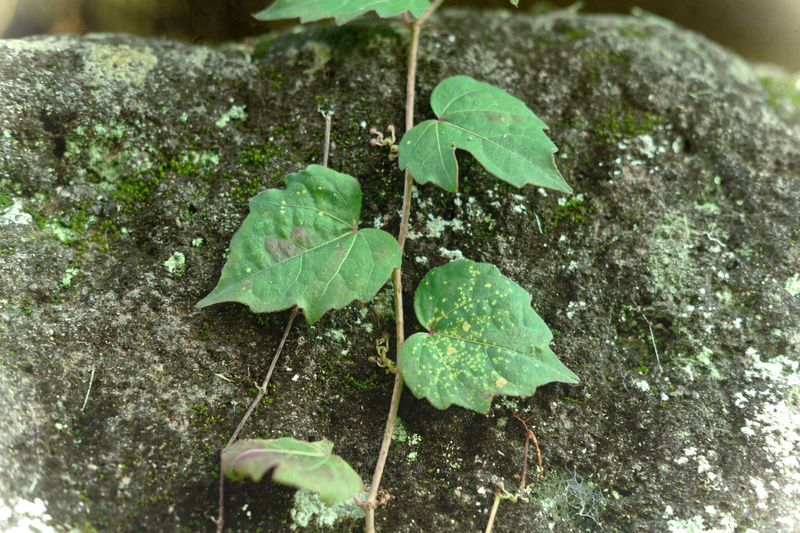 「1880年-日下部金兵衛2」。カラー写真がない19世紀、日本ではプリントに着色してカラーにする技法が流行した。その着色を手掛けていたのが日下部金兵衛だ。コントラストが低く、絵具を思わせる色調。当時は鶏卵紙にプリントしていたので、紙のテクスチャが入っている。