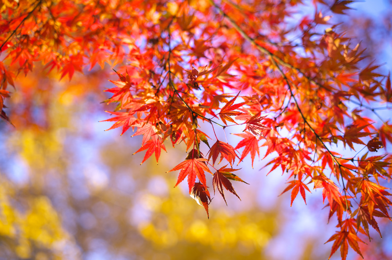 それではというのでアポ・ズミクロンM 50mm F2 ASPH.で筆者に似つかわしくない、かろうじて残っていた紅葉を撮影したわけですが、描写にはまったくツッコミどころありません。逆光でも階調が豊富で色再現もとてもよいですねえ。<br>ライカM11　アポ・ズミクロンM F2/50mm ASPH.（F4・1/200秒）ISO 64
