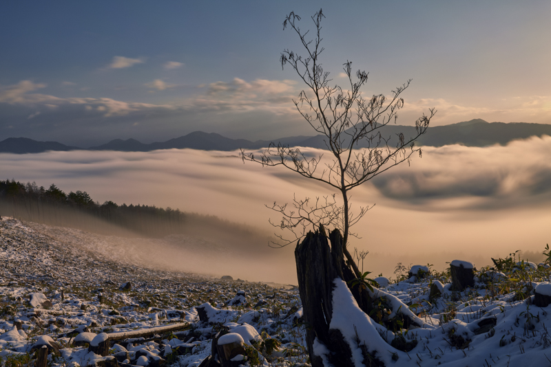 倒木更新の一本木の先に雲海が広がる。雪上へ三脚を設置して、長時間露光をおこなう。LAシリーズでないと安心して撮影に臨むことができないロケーションだ<br><span class="fnt-85">LeicaSL2/LeicaVario-Elmarit-SL24-90mmf/2.8-4ASPH./37mm/絞り優先AE（F16、20秒、-2.0EV）/ISO100/WB:昼光</span>