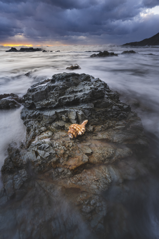 スポットライト効果で主役の貝殻が浮かび上がった