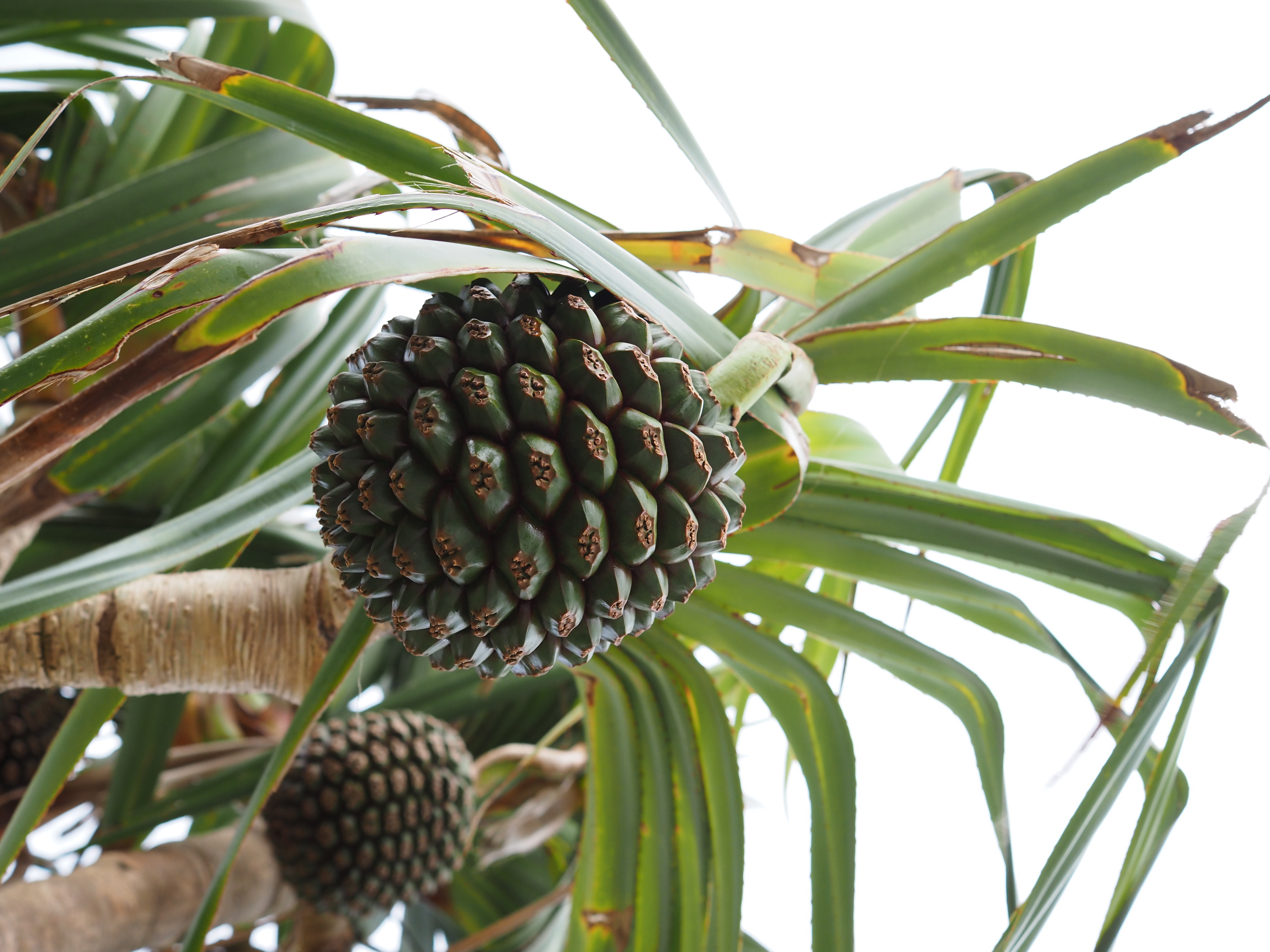 E-M1 Mark III　M.ZUIKO DIGITAL ED 20mm F1.4 PRO　絞り優先AE（F4・1/500秒・+1EV）　ISO 400