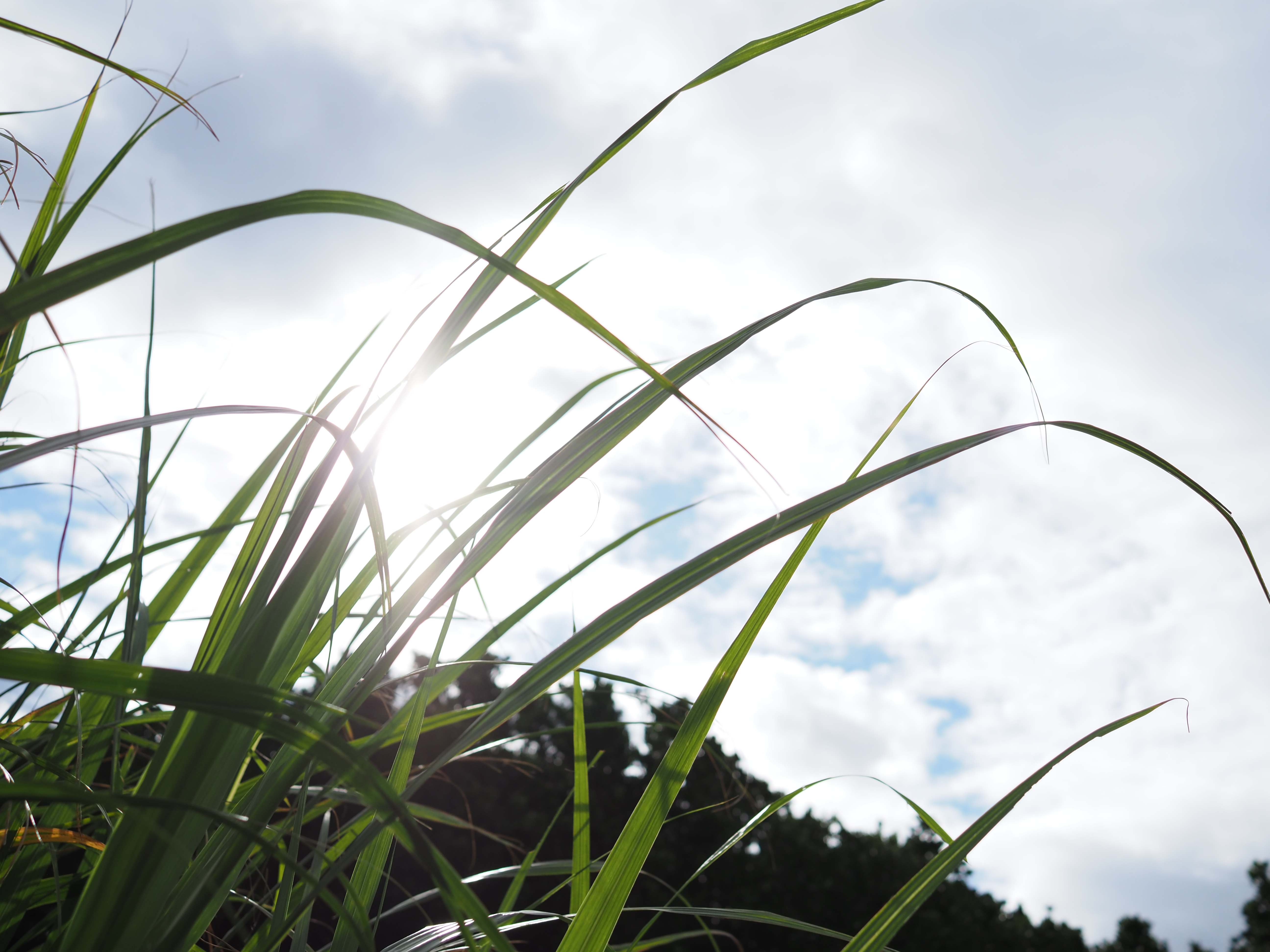 E-M5 Mark III　M.ZUIKO DIGITAL ED 20mm F1.4 PRO　絞り優先AE（F2.8・1/6,400秒・+1.3EV）　ISO 200