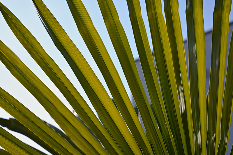 至近距離撮影でも画質は変わらず。撮影距離で画質変わるのは悪だと思う人もいるかもしれないけど、いいんですよ、撮影距離や絞りで異なる再現をしても。<br>SIGMA fp L　28-70mm F2.8 DG DN | Contemporary（F9.0・1/1,000秒）ISO 400