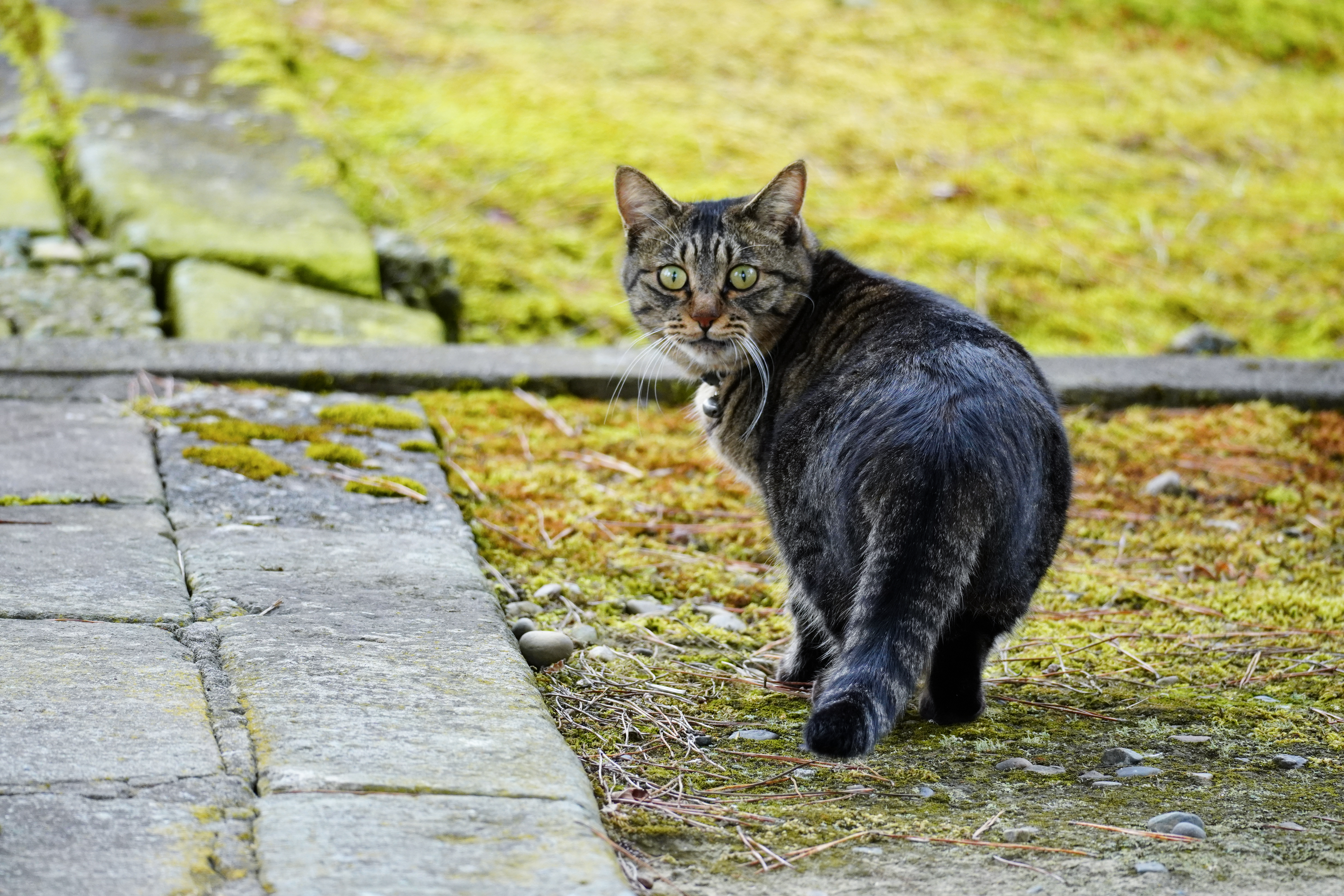 <span class="fnt-85">ZV-E10 / E 70-350mm F4.5-6.3 G OSS（207mm） / 絞り優先AE（F6.3・1/320秒・±0EV） / ISO 1600</span>