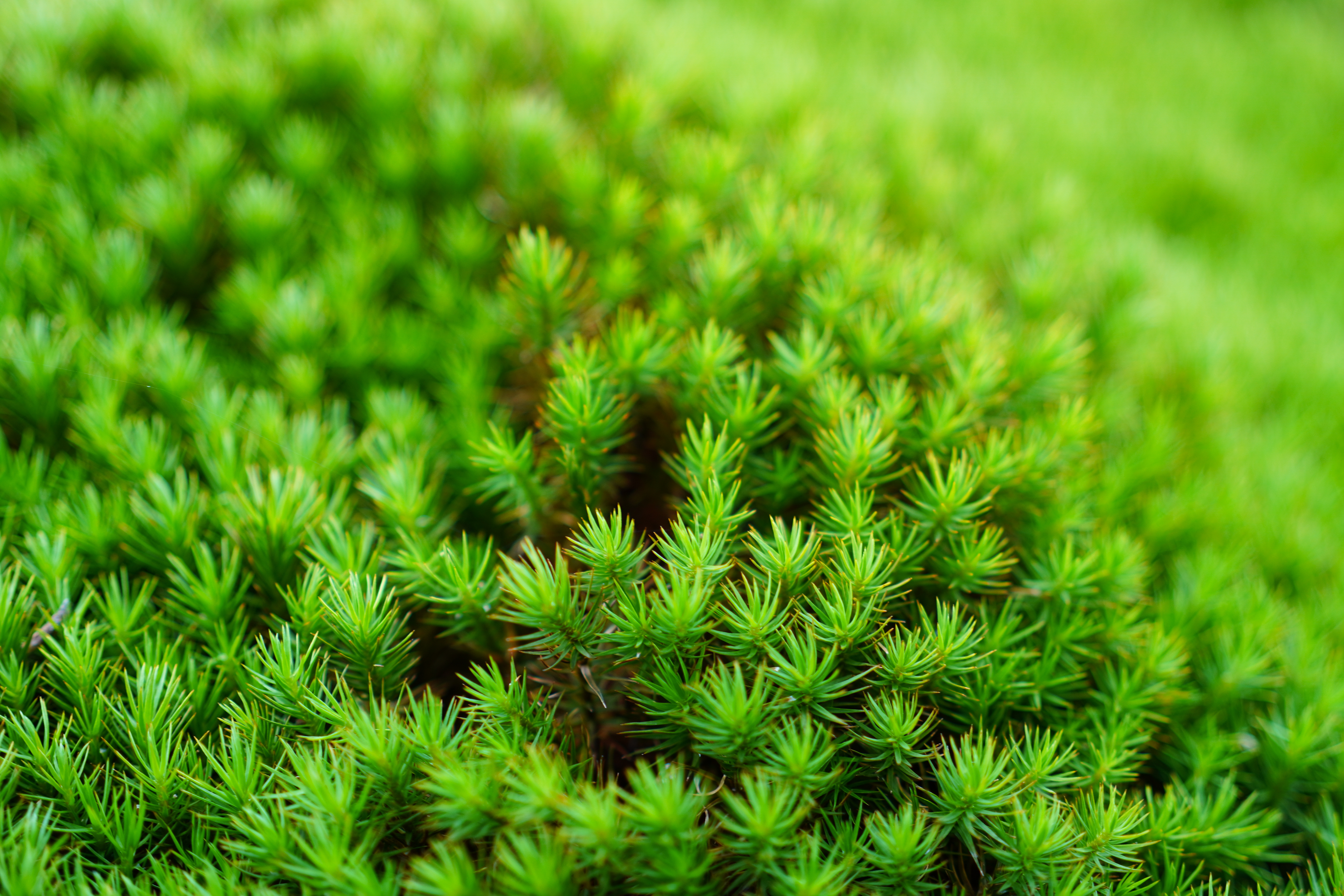 <span class="fnt-85">ZV-E10 / FE 40mm F2.5 G / 絞り優先AE（F2.5・1/80秒・±0EV） / ISO 100</span>