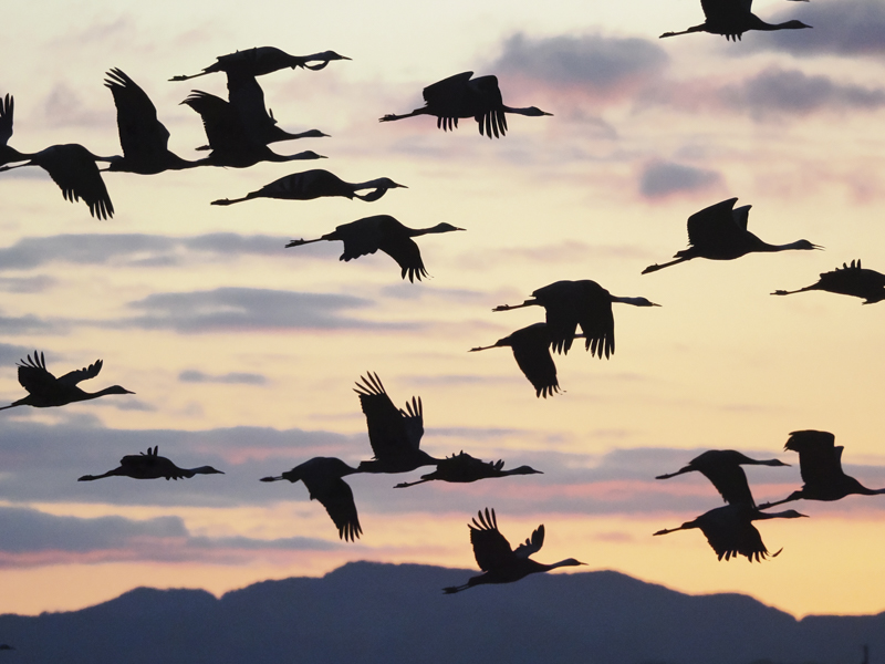 <span class="fnt-85">M.ZUIKO DIGITAL ED 150-400mm F4.5 TC1.25x IS PRO／229mm（458mm相当）／絞り優先AE（F5.6、1/8,000秒、±0EV）／ISO 25600／WB：オート</span>