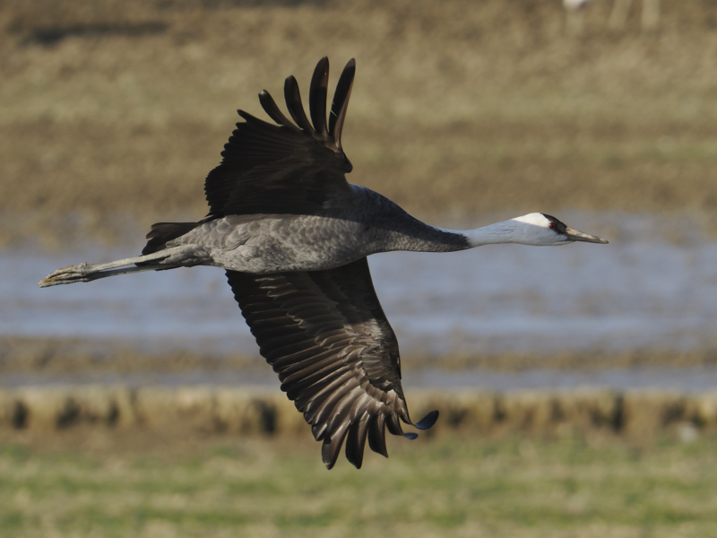 <center>鳥</center>