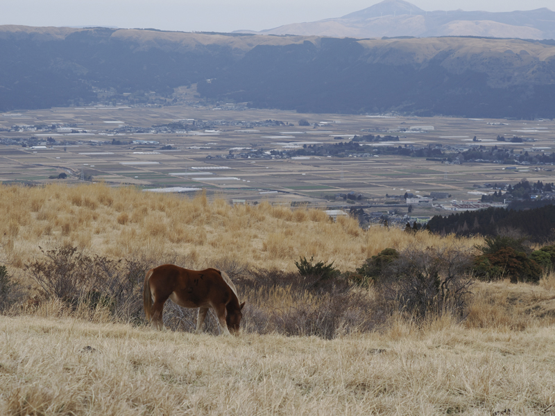 使用レンズは新発売の40-150mm F4 PRO。手前の枯れ草、草を食む馬を克明に描写しつつ、背景の阿蘇外輪山まで自然な写り。開放F4でも周辺光量は十分<br><span class="fnt-85">M.ZUIKO DIGITAL ED 40-150mm F4 PRO／52mm（104mm相当）／プログラムAE（F5.6、1/200秒、±0EV）／ISO 400／WB：オート</span>