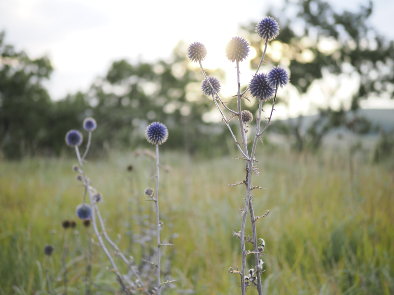 アザミの仲間、ヒゴタイを逆光で狙い露出補正を盛大にプラスにして撮影。ハイライト部が残せる階調の豊さは、OM-Dシリーズを上回る<br><span class="fnt-85">M.ZUIKO DIGITAL ED 25mm F1.2 PRO／25mm（50mm相当）／絞り優先AE（F1.2、1/800秒、＋1.7EV）／ISO 400／WB：オート</span>