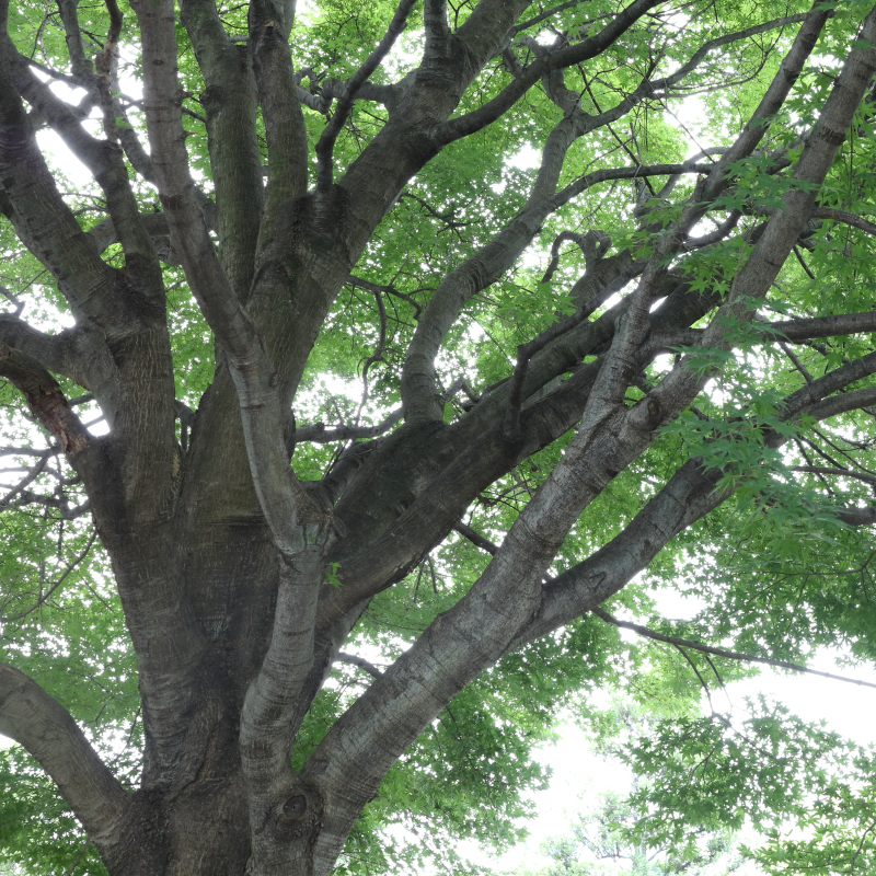 木漏れ日の撮影例