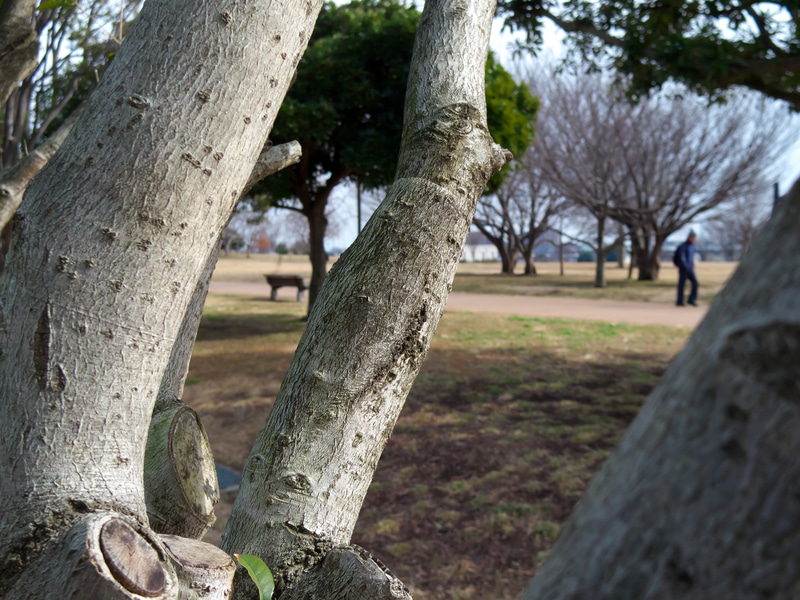 01 STANDARD PRIMEを使って撮影していますね。絞り設定はF3.2で安定の高画質と自然なボケ味です。木の肌の描写なんかゾクゾクしますぜ。このレンズ、フジツボ型の専用フードがあるそうなので、これから探索せねばなりません。<br>Q-S1　01 STANDARD PRIME（F3.2・1/1,600秒）ISO 200