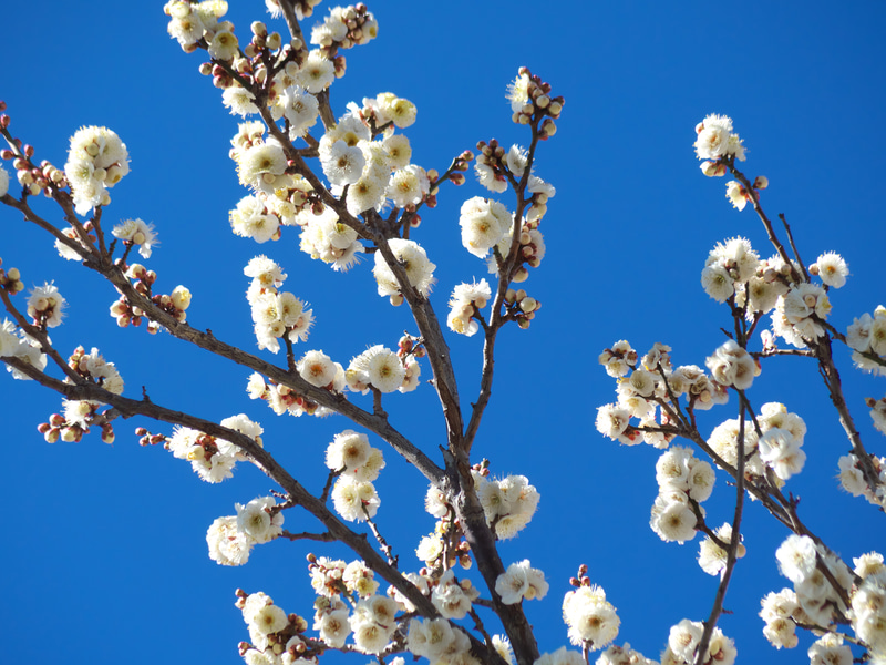 今回の冬はちゃんと冬をしているという印象ですが、それでも梅は咲きました。実焦点距離45mmで絞りがF4ですから、合焦点とそれ以外の部分は見分けがつきますが、ボケを考えるにはちょっと中途半端でした。<br>Q-S1　06 TELEPHOTO ZOOM（F4.0・1/800秒）ISO 100
