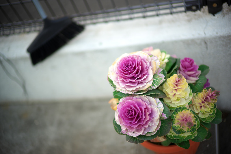 箒をみるとつい反応して撮影してしまいます。フォックス・タルボットだって箒を撮影しているのだからいいんじゃないでしょうか。あ、主題は葉牡丹です。曇天の状況ですが、力強い再現です。これ、コントラストの低いレンズなら絶対に被写体に選んでいないですね。<br>M10-P　NOKTON 50mm F1 Aspherical VM（F1・1/2,000秒）ISO 100