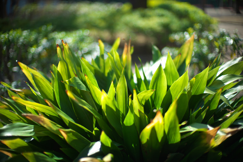 NOKTON 50mm F1 Aspherical