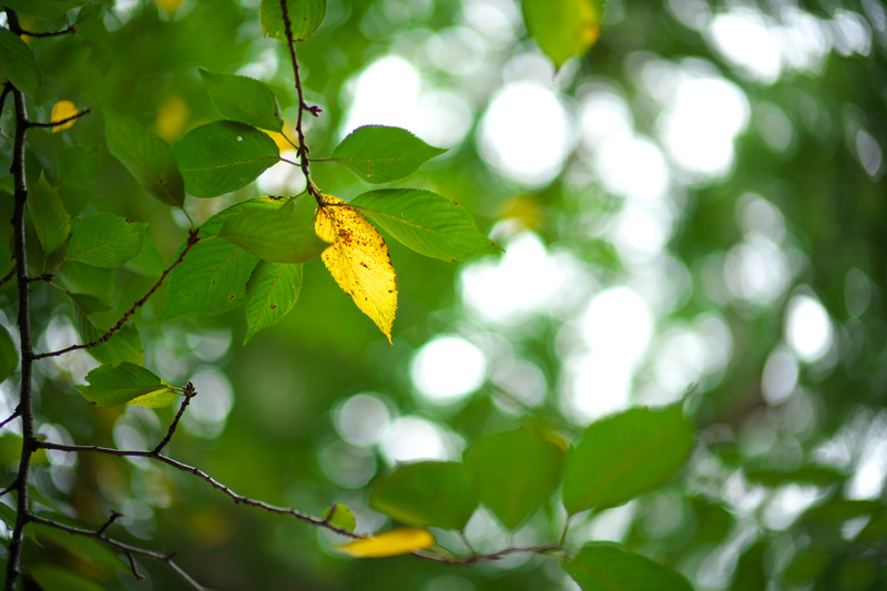明暗差が大きくなるような条件を探して木の下から撮影をするという意地悪な条件ですが、葉っぱの輪郭とかにフリンジが出ないんです。これが驚きです。中央の黄色い葉にフォーカシングしていますが合焦点の切れ込みもいい感じですね。<br>M10-P　NOKTON 50mm F1 Aspherical VM（F1・1/1,000秒）ISO 100