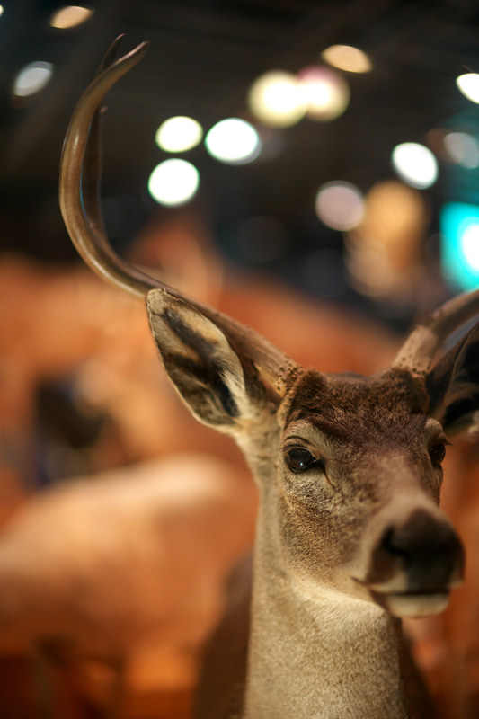 博物館の剥製です、とても暗いところにあります。大口径レンズの本領発揮というか、無理にこういう条件を探しました。合焦点描写は素晴らしいです。口径食は当然ありますが、これは標準的な特性ですね。<br>M10-P　NOKTON 50mm F1 Aspherical VM（F1・1/90秒）ISO 1600
