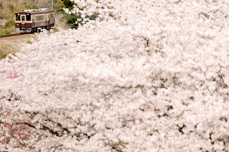 ライカSL　APO-VARIO-ELMARIT-SL F2.8-4/90-280mm（201mm）マニュアル露出（F3.5、1/1,250秒）ISO 200　WB:曇天