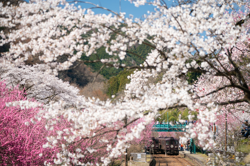 ソニーα9　FE 100-400mm F4.5-5.6 GM OSS（107mm）絞り優先オート（F5、1/320秒）ISO 200　WB:太陽光