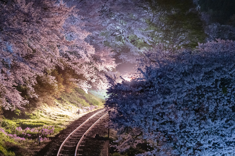 ソニーα1　FE 135mm F1.8 GM （135mm）マニュアル露出（F1.8、1/3秒）ISO 6400　WB:蛍光灯