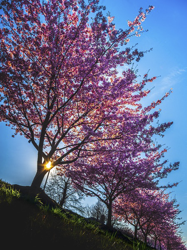 岡山県南にある岡南飛行場沿いにある桜並木。児島湖周辺をぐるっと囲むように河津桜が咲いており広角でも望遠でも撮影しやすい。3月中旬から満開を迎え毎年3月20日頃に撮影に行くとちょうど良い。色の濃い桜であるためビビッド設定や風景設定で撮影すると鮮やかな桜を表現できる。<br><span class="fnt-85">OLYMPUS OM-D E-M1 Mark III／M.ZUIKO DIGITAL ED 12-100mm F4.0 IS PRO／12mm（24mm相当）／マニュアル露出（F5.6、1/400秒）／ISO 200／WB：4,900K</span>