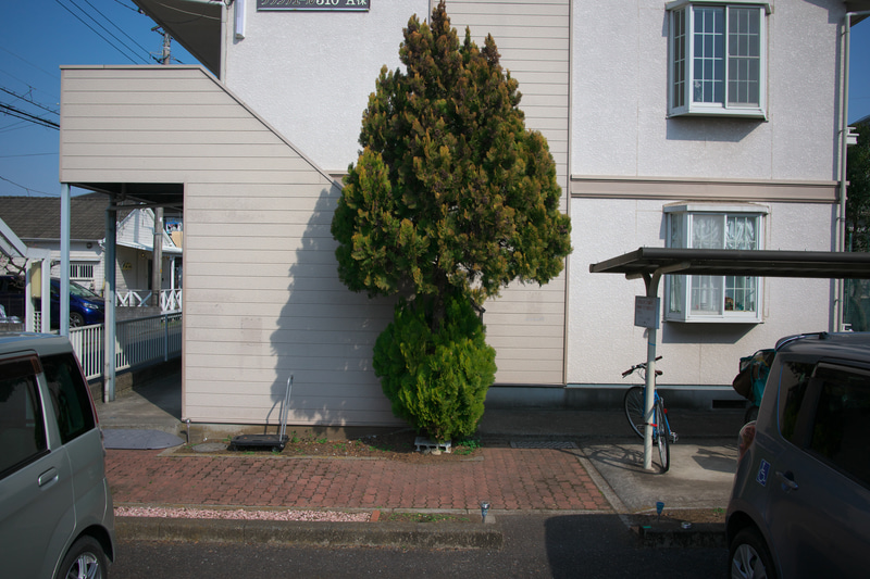 街中のヘンな木も撮影対象ですね。カメラを頭の上にささげ持ち、LCDをチルトさせて撮影しました。便利な時代です。<br>Z 9　NIKKOR Z 28mm f/2.8（Special Edition）（F8・1/1,250秒）ISO 400