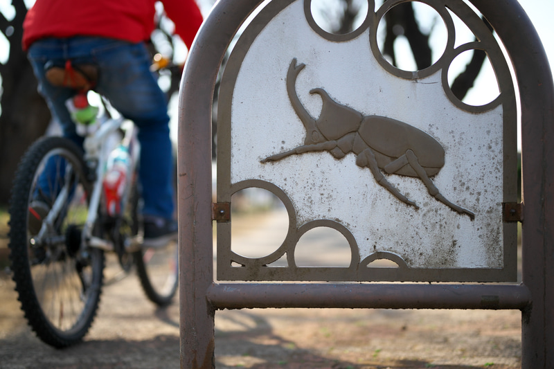 遊歩道のカブトムシですね。年寄りなんでしゃがむと膝が痛いので、少しカメラを下げて、LCDを頼りに撮影しています。逆光なんですが、階調よく出ますねえ。<br>Z 9　NIKKOR Z 50mm f/1.8 S（F2・1/4,000秒）ISO 200