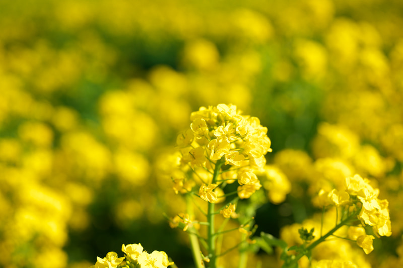 春の景色。Fマウントの50mm F1.8と同じスペックなのに立ち位置が違うというか別格というか、ツッコミどころのない違う世界の50mm F1.8という。ええ、値段も別格だと思うんですが。<br>Z 9　NIKKOR Z 50mm f/1.8 S（F2.5・1/5,000秒）ISO 200