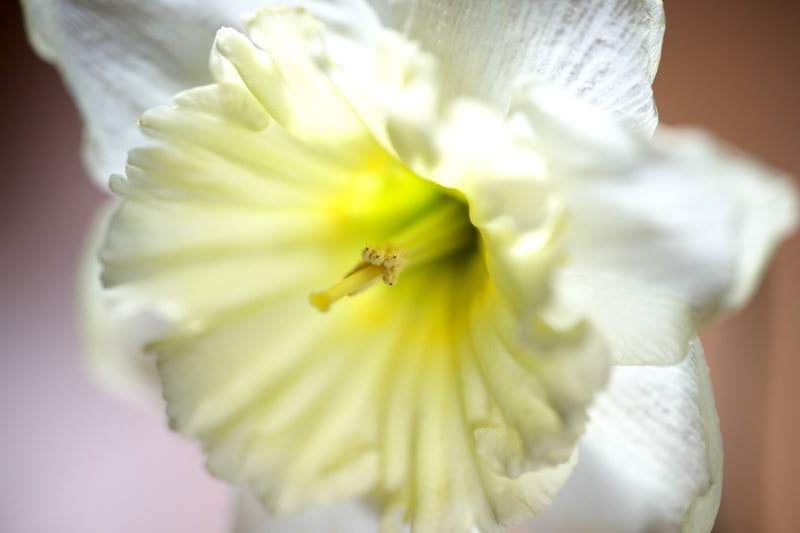 水仙。カメラ任せのフォーカシングですが細かいところにピンスポット的にフォーカシングが合いました。素晴らしき描写。「マイクロニッコール」名をやめたのは個人的には面白くありませんが、世間的に馴染みやすいようにでしょうか。<br>Z 9　NIKKOR Z MC 105mm f/2.8 VR S（F4・1/2,000秒）ISO 800