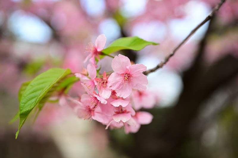 早咲きの桜。ニコンの表示絞り値は撮影距離によっては露光倍数を加味した実絞り表示されるので時々、あれ？と思うことあるのですが問題はありませんし、大型ストロボを使用する場合は重宝します。<br>Z 9　NIKKOR Z MC 50mm f/2.8（F3.5・1/500秒）ISO 320