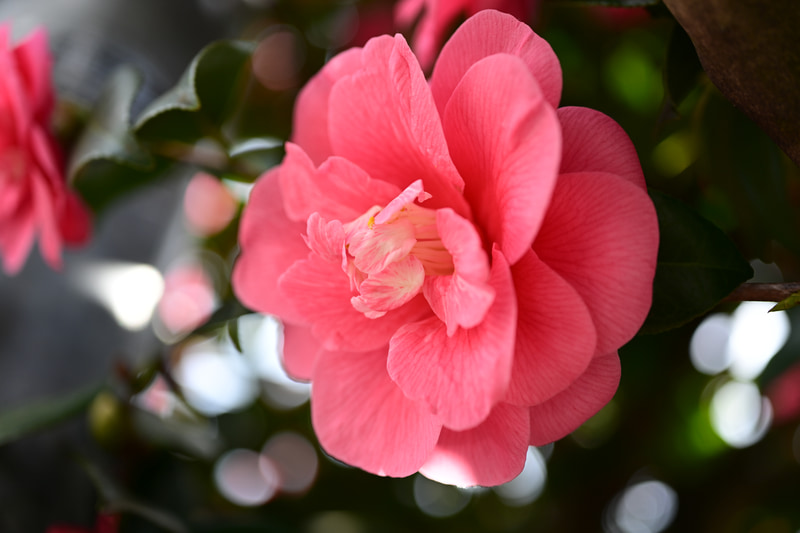 ニコンのマクロレンズで50mmの焦点距離は初めてではないかと。背景のボケも自然で良い感じです。日陰の条件でこれだけ再現してもらえたら言うことないですねえ。<br>Z 9　NIKKOR Z MC 50mm f/2.8（F3.8・1/640秒）ISO 200