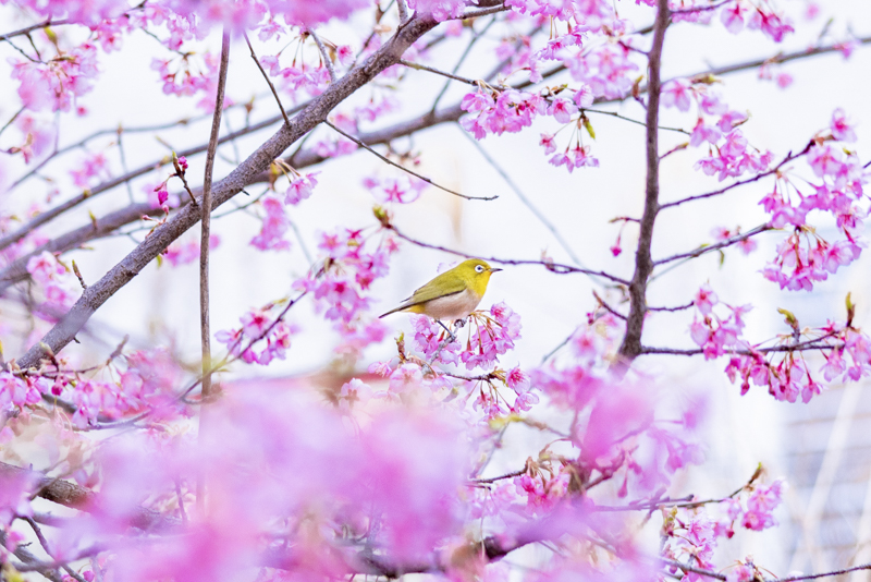 EOS R5／70mm／マニュアル露出（F2、1/160秒）／ISO 400／WB:オート／クロップ